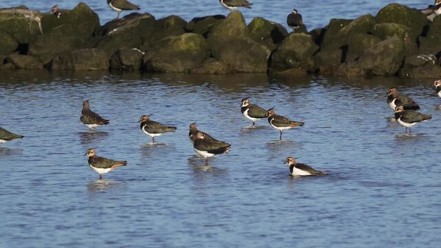 A group of northern lapwings (Vanellus vanellus) standing in shallow water and preening their feathers