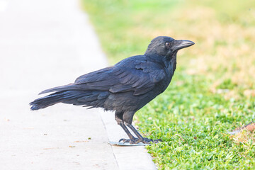 Naklejka premium Photograph of an Australian Raven bird foraging for food on a grassy field near a local sporting ground on a foggy and misty morning in Penrith in New South Wales, Australia