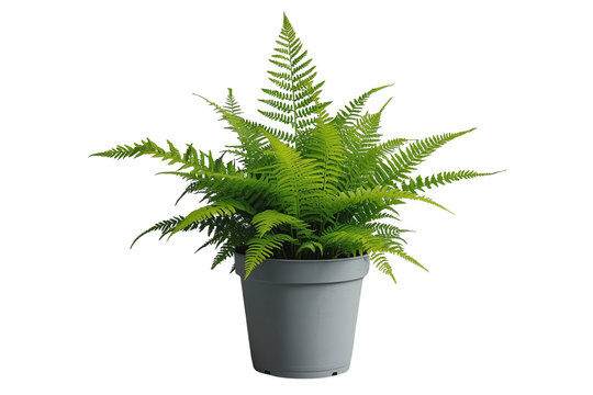 Bright green potted fern with spreading fronds