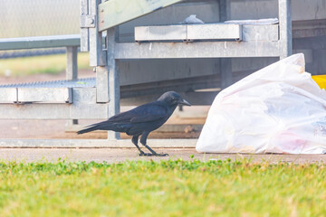 Naklejka premium Photograph of an Australian Raven bird foraging for food on a grassy field near a local sporting ground on a foggy and misty morning in Penrith in New South Wales, Australia