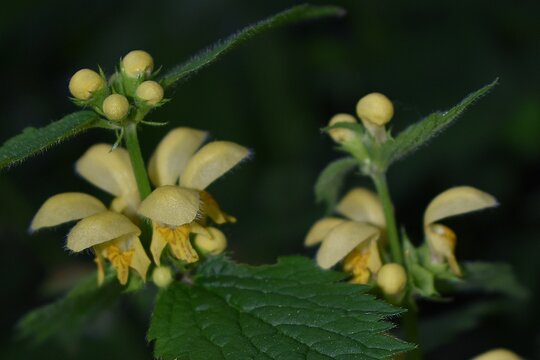 D&eacute;tail de Lamier Jaune, yellow archangel (Lamium galeobdolon) fleurissant dans un sous-bois.