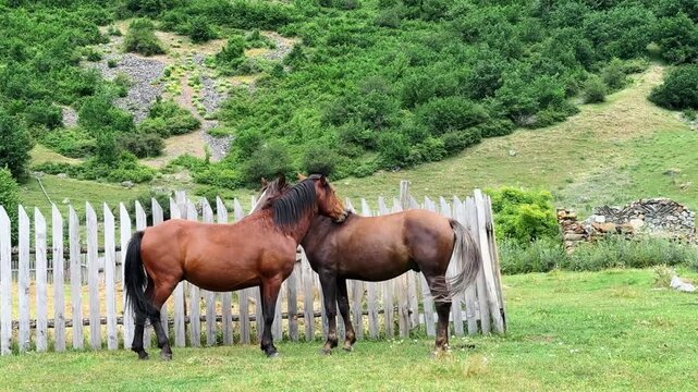 Two horses peacefully grazing and grooming each other in a mountain meadow. Gentle social behavior, affection and companionship in nature. wildlife and countryside footage