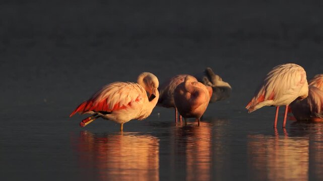 A group of pink flamingos (Phoenicopterus roseus) preening their feathers during sunrise