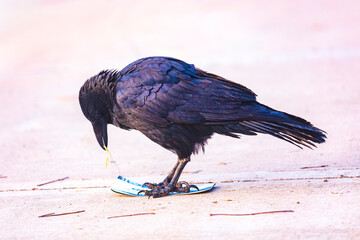 Naklejka premium Photograph of an Australian Raven bird playing with a sports ground entry ticket on a footpath near a sporting ground in Penrith in New South Wales, Australia