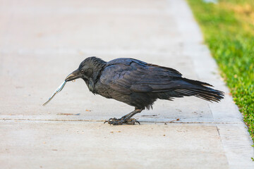 Naklejka premium Photograph of an Australian Raven bird playing with a sports ground entry ticket on a footpath near a sporting ground in Penrith in New South Wales, Australia