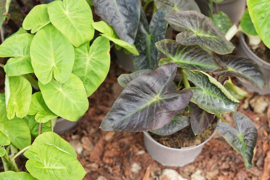 Colorful Elephant Ear plants displayed at outdoor garden market