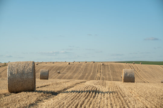 Harvest season shows rolled hay bales in a golden field under a clear blue sky in the countryside during late afternoon