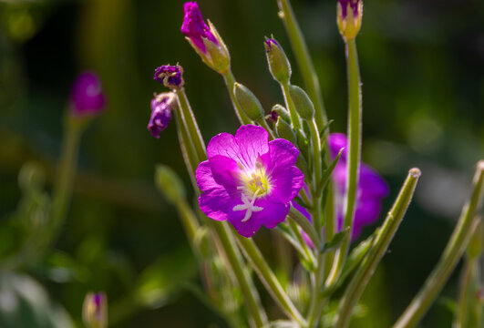 Close-up with an Epilobium hirsutum flower, commonly known as great willowherb or hairy willowherb