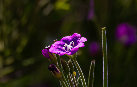 Close-up with an Epilobium hirsutum flower, commonly known as great willowherb or hairy willowherb