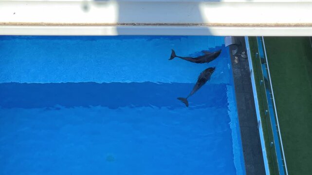 Two dolphins swimming in a blue pool at a marine park