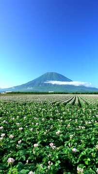 羊蹄山とジャガイモの花　北海道