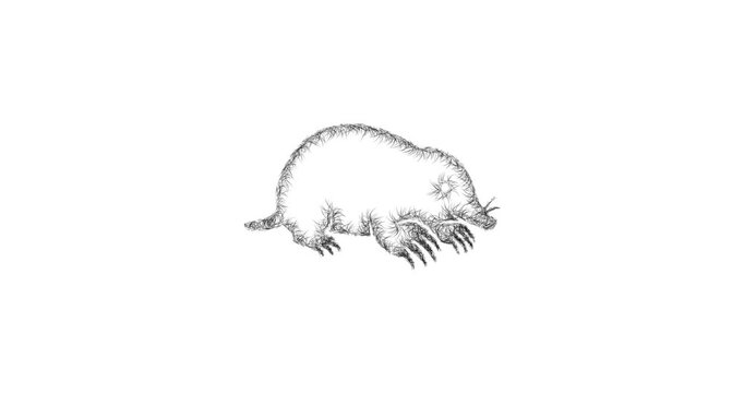 Sketch mole icon animation - smooth progressive reveal