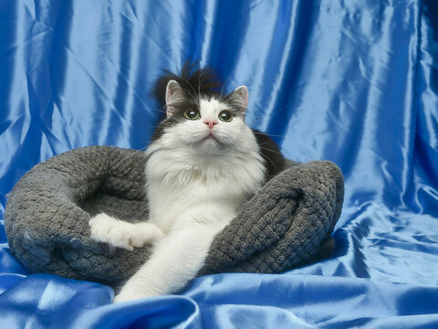 Fluffy cat resting in cozy gray bed. Blue satin backdrop behind. Cat has white fur with dark patches. Soft lighting highlights cat features. Quiet, calm atmosphere in photo. Playful home pet