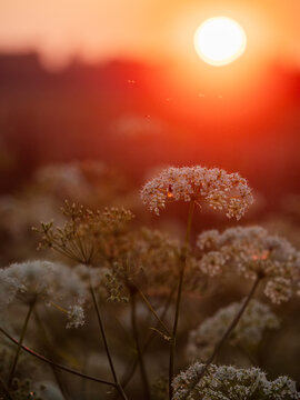 Sunset lights field of white wildflowers. Sun casts warm glow over nature. Flowers bloom in soft focus foreground. Field stretches into distant trees and sky