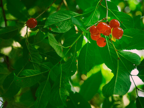 Bright red cherries hang among lush green leaves. Sunlight filters through the branches, highlighting the fruit. Cherries appear ripe and juicy on the tree. Summer season harvest time.