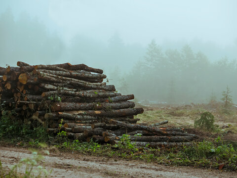 Stacked logs rest in misty forest clearing. Fog hides distant trees and undergrowth. Ground shows fresh cut marks and mossy patches. No animals or specific plants visible