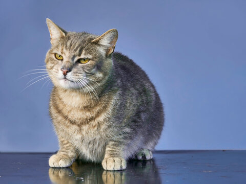 Tabby cat sitting on reflective surface. Blue background behind. Cat has green eyes and striped fur. Looking slightly to side. Paws resting on glossy table. Still image with soft lighting