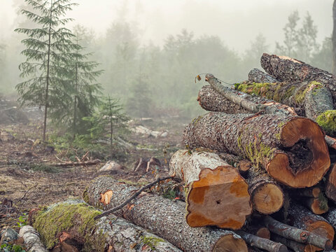 Stacked logs rest in misty forest clearing. Fog hides distant trees and undergrowth. Ground shows fresh cut marks and mossy patches. No animals or specific plants visible