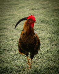 Dramatic rooster walking towards you on the grass © JeremyWoodPhoto