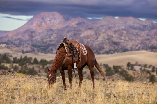 Ranch Horse hobbled scenic wyoming background