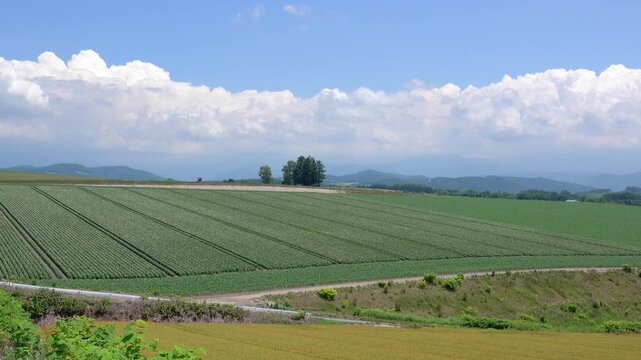ジャガイモ畑　北海道
