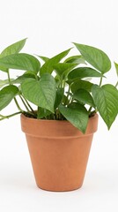 Fototapeta premium Green pothos plant sits in terracotta pot against white background. Scene evokes peace and mindfulness. Perfect for wellness and home decor content.