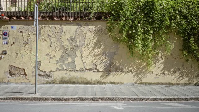 Cracked yellow plaster wall texture with climbing ivy and peeling paint, sharp detail on a sunlit sidewalk street; background backplate copyspace calm.