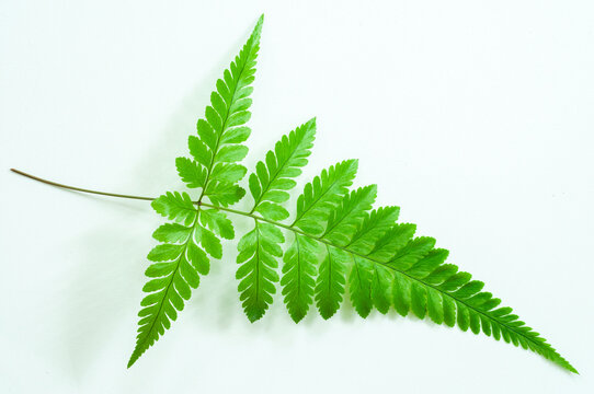Single fern frond on white with vibrant green color and finely divided leaflets. Minimal nature background suitable for posters, templates and editorial illustrations.