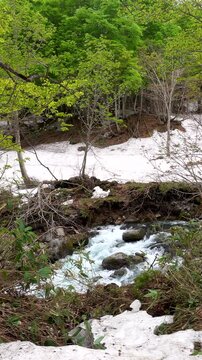 県立自然博物園の月山ブナ林と石跳川と残雪
