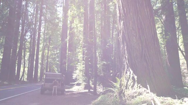 A woman has lunch at a teardrop camper trailer pulled off the road in Navarro River Redwood State Park while surrounded by tall redwoods.
