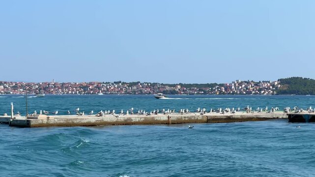 Seagulls resting on a concrete pier in the Adriatic Sea with a coastal town in the background
