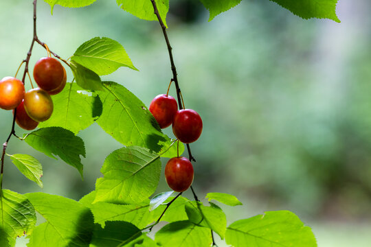 American wild plum fruit clusters among green leaves