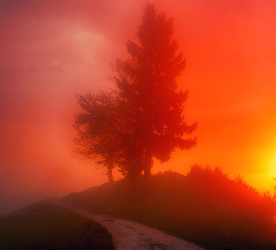 Beautiful autumn landscape with single tree