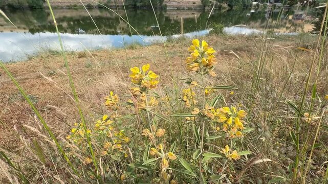 Phlomis armeniaca is a perennial herb in the genus Phlomis endemic to Turkey. Close up shot of a wild Phlomis armeniaca plant blooming with vivid yellow flowers and fuzzy lanceolate leaves.