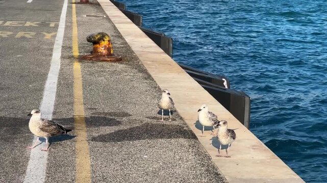 Seagulls standing on a concrete pier by the sea