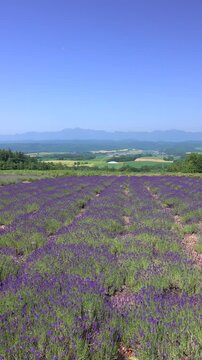 麓郷展望台のラベンダーと夕張山地