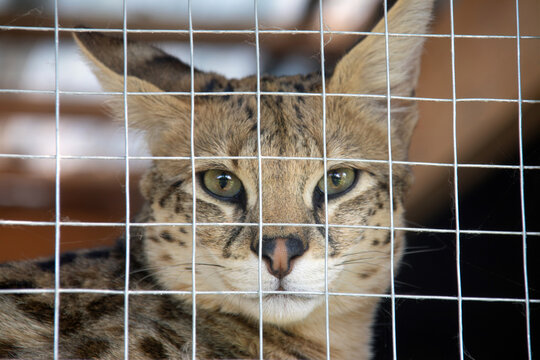 secure outdoor catio