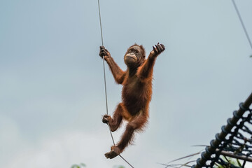 Playful young orangutang swinging from a rope with arms raised against a blue sky © Anastasia