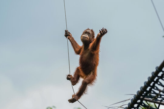 Playful young orangutang swinging from a rope with arms raised against a blue sky
