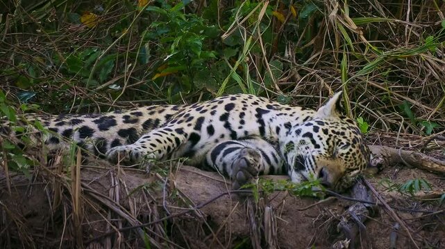 Jaguar Panthera onca sleeping on river bank in dense vegetation, rosette spotted coat, largest cat of Americas, resting big cat predator, Pantanal Brazil, near threatened wild feline in habitat
