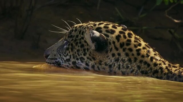 Jaguar Panthera onca swimming in muddy river, rosette spotted coat, largest cat of Americas, powerful bite, strong swimmer big cat predator, Pantanal Brazil, near threatened wild feline in habitat
