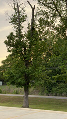 Obraz premium Deciduous tree with dead crown branches on roadside