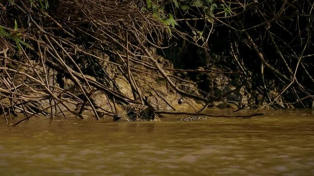 Jaguar Panthera onca swimming in muddy river, rosette spotted coat, largest cat of Americas, powerful bite, strong swimmer big cat predator, Pantanal Brazil, near threatened wild feline in habitat