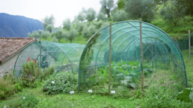 Blurred greenhouse tunnels in soft bokeh garden background with netted arches and leafy beds; background backplate copyspace template.