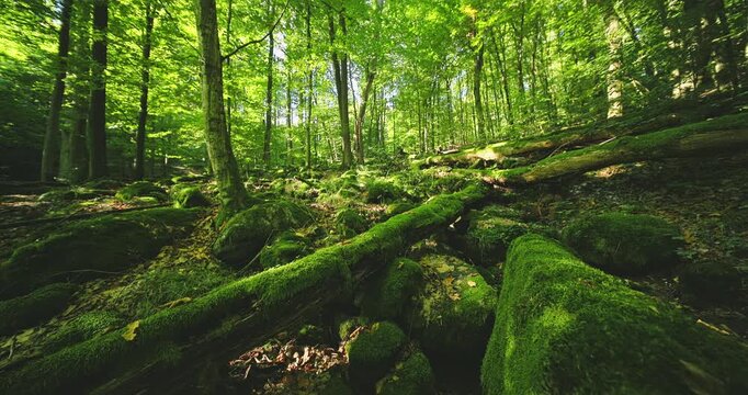 Peaceful static view of a lush green forest covered with mossy logs and rocks, accompanied by authentic forest ambience with birds singing. Ideal for relaxation, meditation, and nature backgrounds.