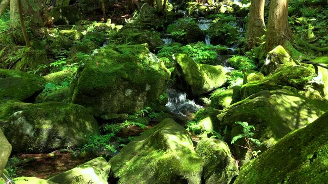 胴腹滝　沢の流れとコケの岩