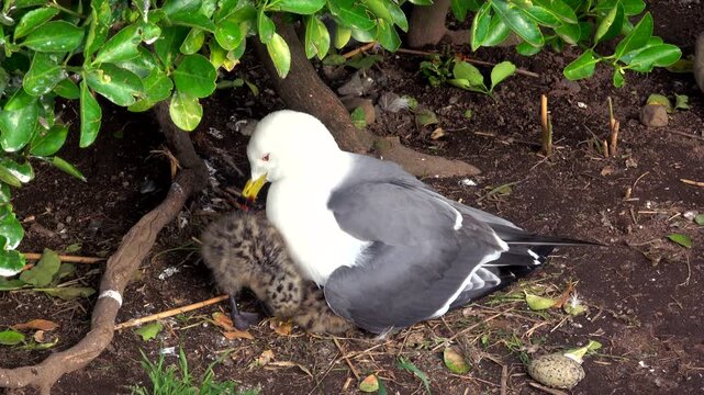 蕪島のウミネコとヒナ