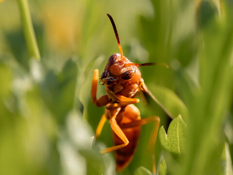 A close-up portrait of a paper wasp