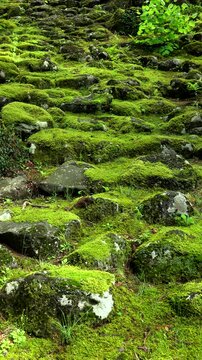 剱龍山永泉寺のコケの参道