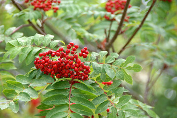 Rowan Mountain Ash berry tree. Close-up of berries. © ColdCoffee